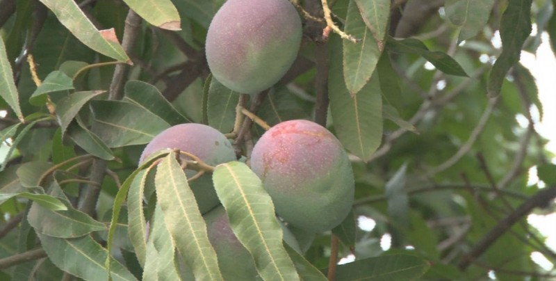 El mango es una fruta de temporada de alto consumo en Sinaloa