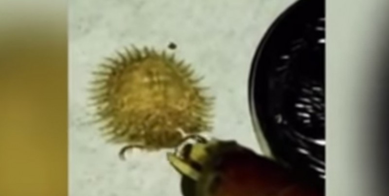 #Video ¡Esta extraña criatura te dejará con la boca abierta!