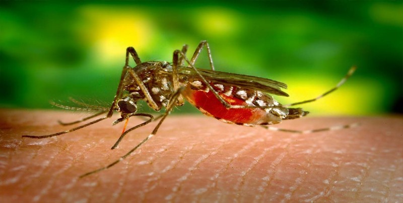Una niña de 4 años es la primera víctima mortal del dengue grave en Honduras