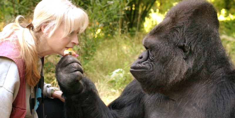 Muere Koko, la gorila capaz de "hablar" a través del lenguaje de signos
