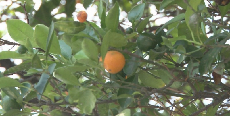Bien adaptado el árbol de naranjitas en tierras sinaloenses