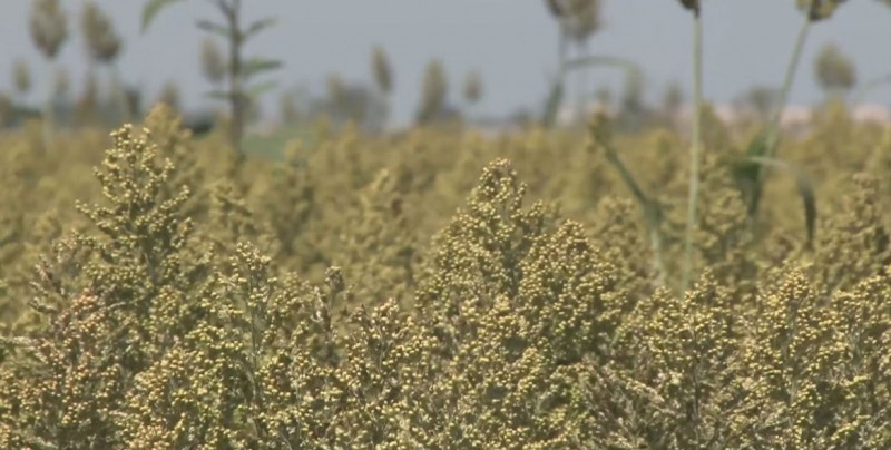 A favor la CNC  de suspensión de entrega de semilla de sorgo