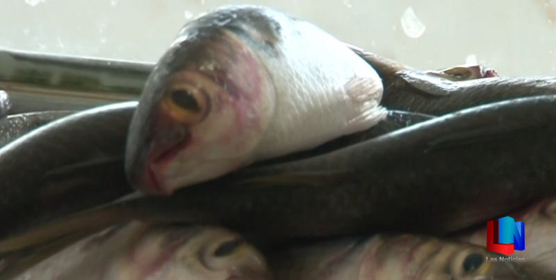 Enfrentan pescaderías de la región escasez de producto