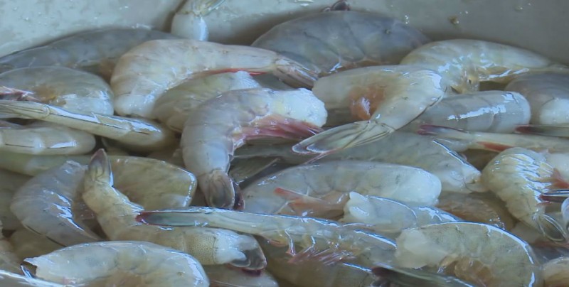 Sinaloa producen más del 50% del camarón en el país