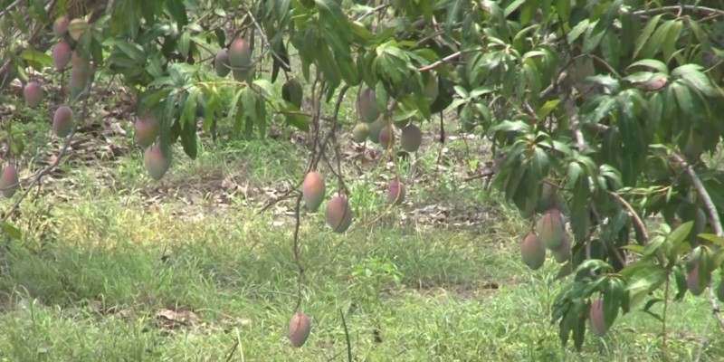 Reportan problemas en producción de mango