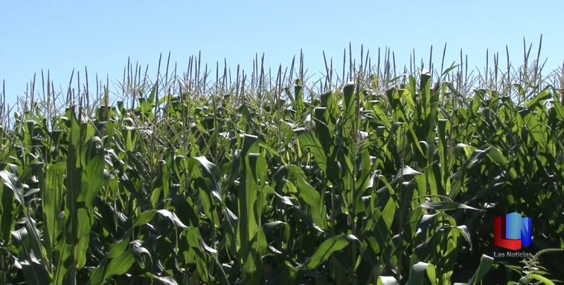 Hay un panorama favorable para quienes cosechan maíz