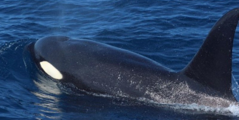 Se registra avistamiento de orcas en Mazatlán