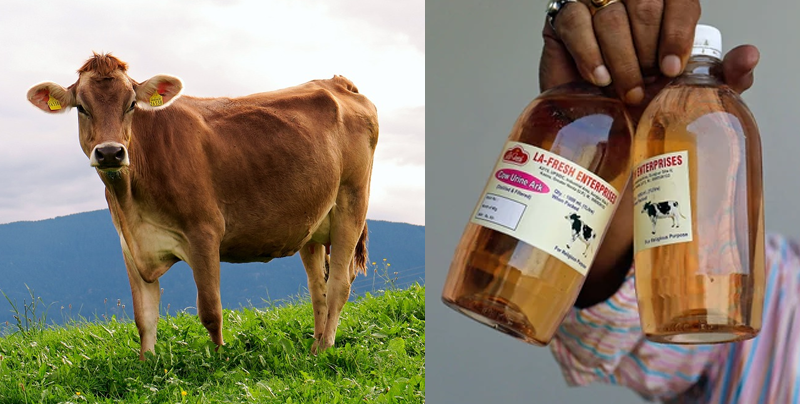 Resultado de imagen de orina de vaca bebida