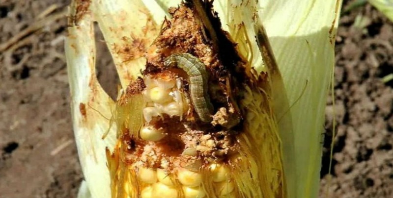 Identifican 36 especies de insectos que controlan plagas en cultivos