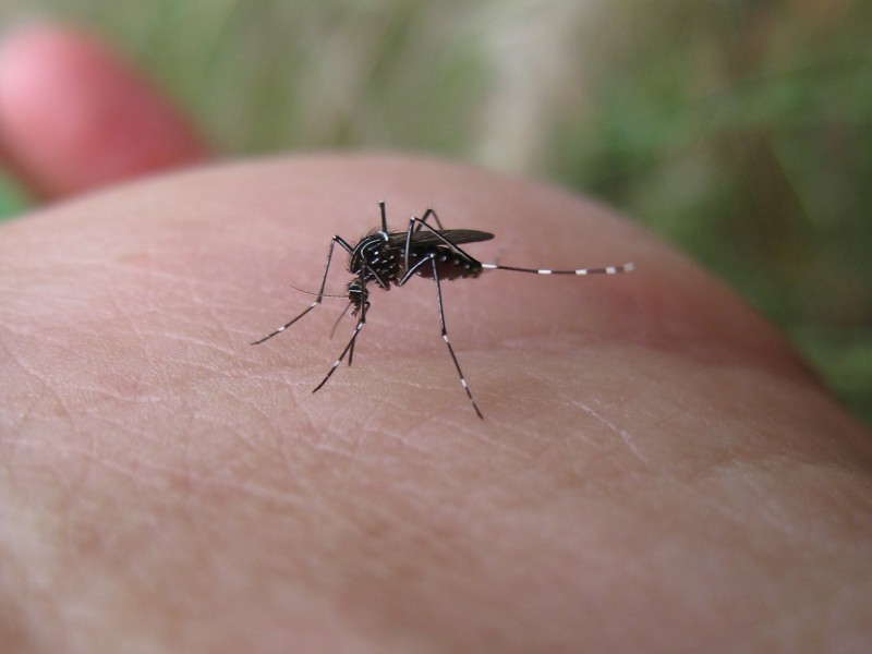 Intensifican acciones contra el dengue