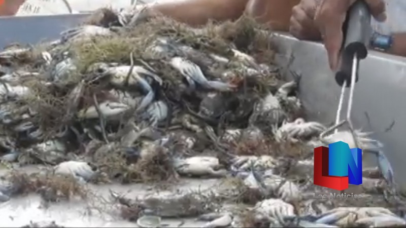 En Huatabampo, rivereños pescan más de 80 kilos de jaiba