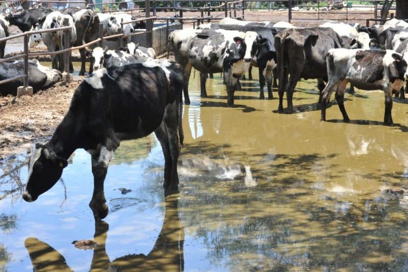 Ganaderos adquieren revolvedoras de alimento