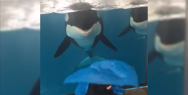 Orcas realizan el ‘What the fluff challenge’