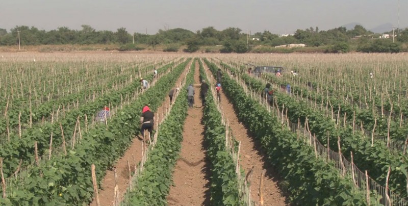 Sinaloa con un 7% de trabajo infantil, se mantiene en la media nacional