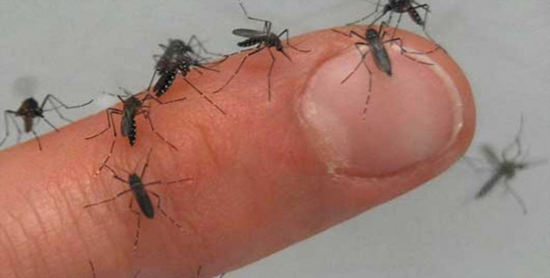 Cuba pide reforzar precauciones ante nuevos brotes de dengue y zika