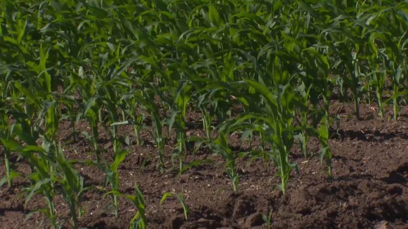 Buenas expectativas para la cosecha de soya en El Carrizo