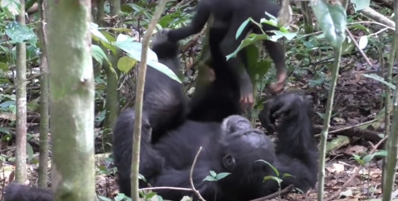 #Video ¡Qué tierno! Chimpancé juega a los aviones con una cría