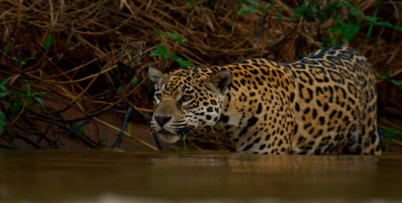 Aumenta población de jaguar en Campeche