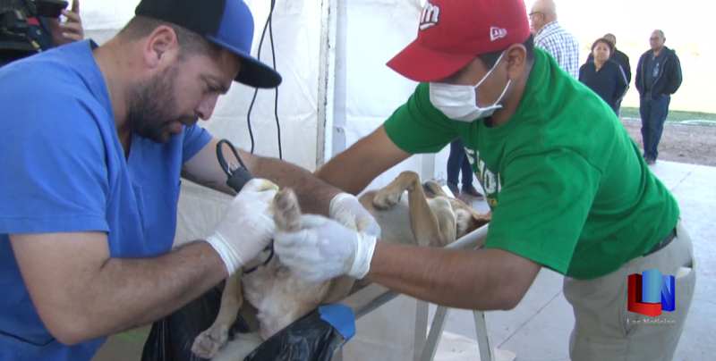 En Cajeme, exhortan a ciudadanía a esterilizar a mascotas