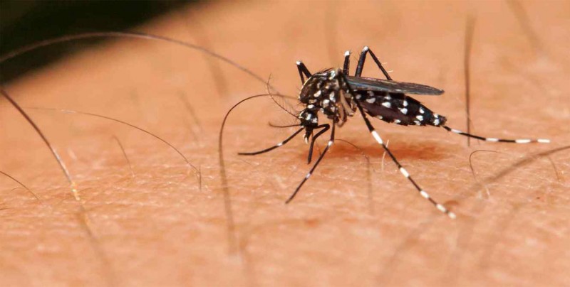 EE.UU. inicia un ensayo clínico con humanos para vacuna contra el zika