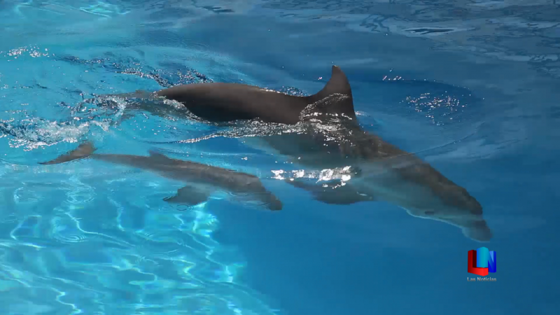 Reportan buena salud de la bebé Delfín en Guaymas