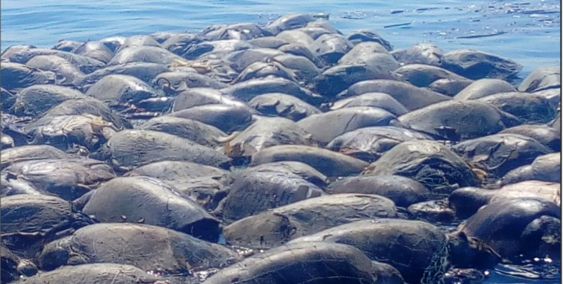 Mueren 300 tortugas marinas por red de pesca en Oaxaca