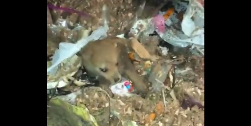 Rescatan a perrita que pasó por el triturador de basura