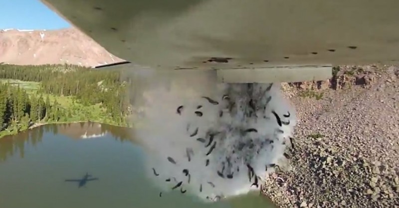 #Video ¡Lluvia de peces! Así repueblan ríos y lagos de Utah