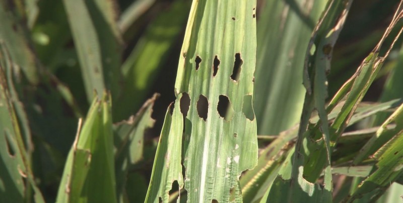 Pulgón amarillo ataca cultivos de sorgo en la zona de temporal
