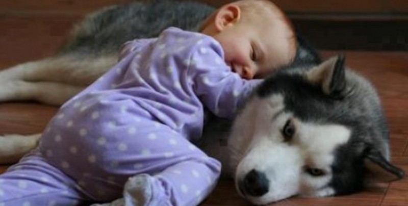 Niña de un año de edad es salvada por un perro de morir de asfixia