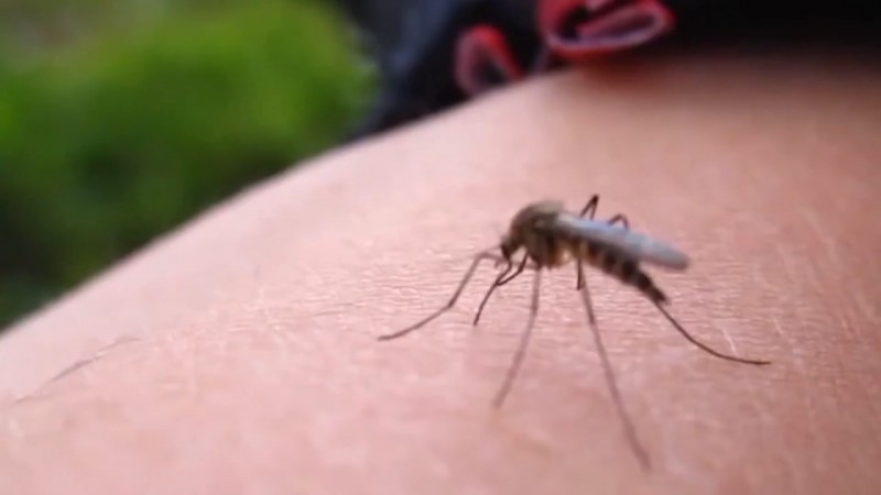 No se debe bajar la guardia ante la presencia del mosco transmisor de dengue