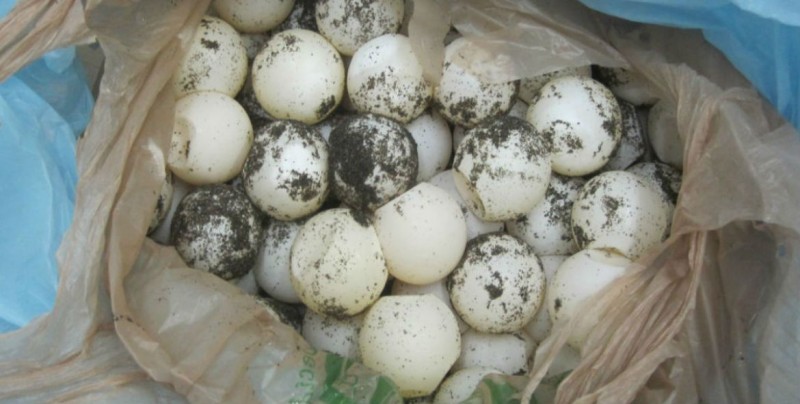 En Oaxaca recuperan más de 2 mil huevos de tortuga