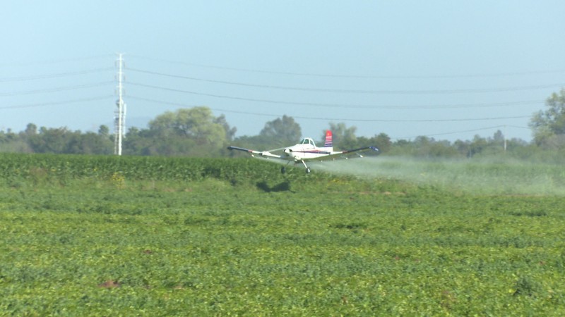"No hay quien regule a avionetas fumigadoras": PC Ahome