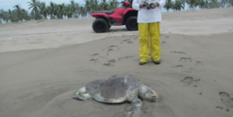 Investiga PROFEPA muerte de 90 tortugas en playas del sur de Sinaloa