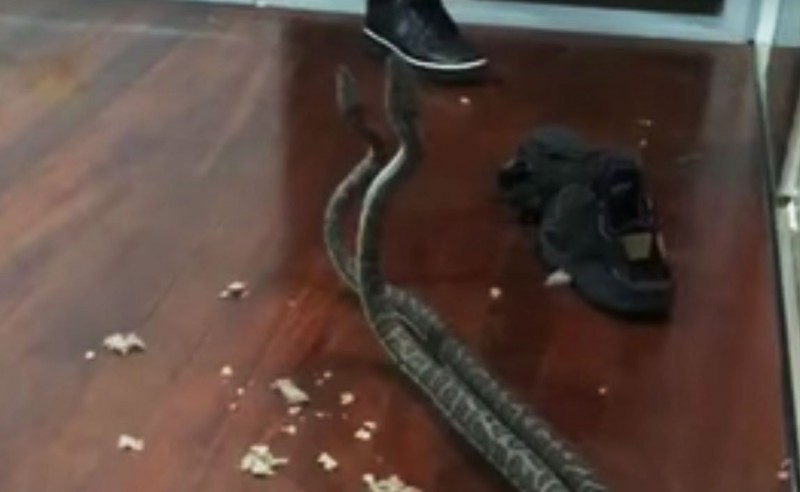 Serpientes pitones caen desde el techo de una casa de una familia