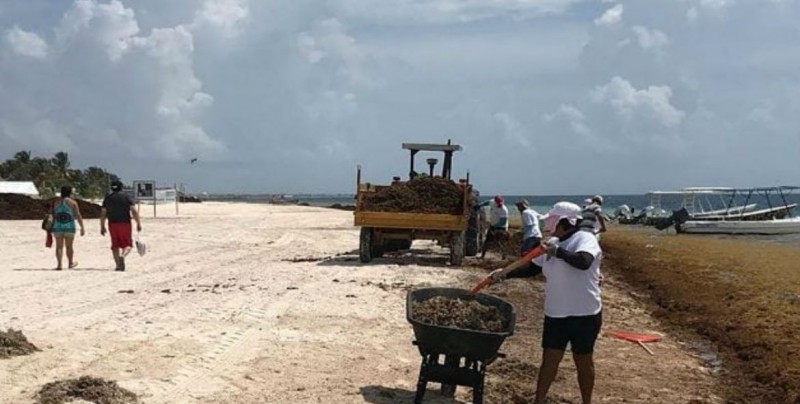 Sargazo en costas del Caribe mexicano podría ser por calentamiento global