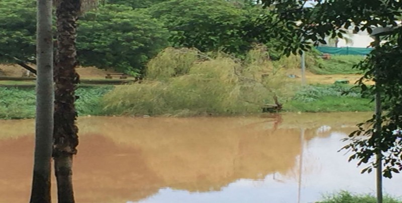 Lluvia arrastró madera y basura sobre ríos Tamazula y Humaya