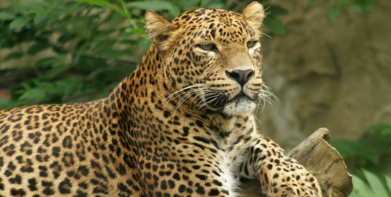 #Foto Cazadora posa con un leopardo muerto en sus brazos
