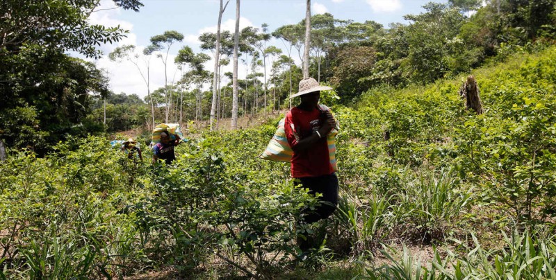 ONU alerta de que cultivos de coca aumentaron a 171.000 hectáreas en Colombia