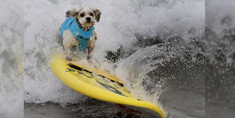 Perritos demuestran su habilidad para surfear