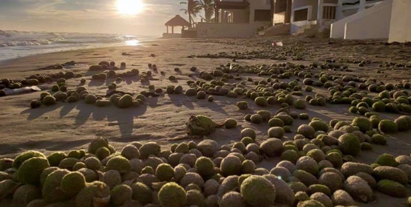 Aparecen cientos de extraños "huevos" en playa de Sonora