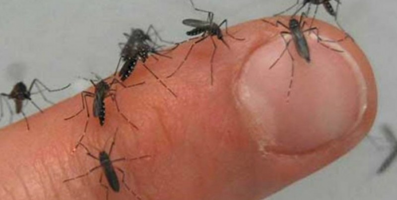 Piden extremar cuidados para evitar proliferación del dengue