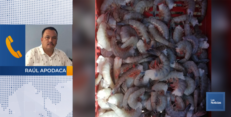 En Huatabampo, Conapesca contabiliza más de 500 toneladas de camarón