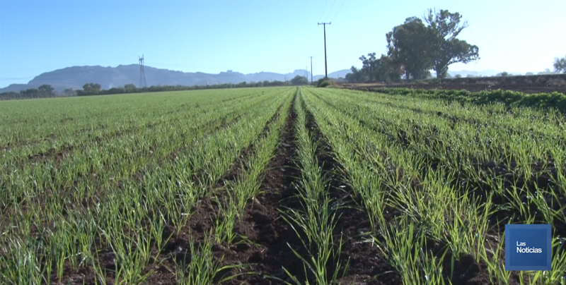 En el Valle del Yaqui se contabilizan 117 mil hectáreas de trigo