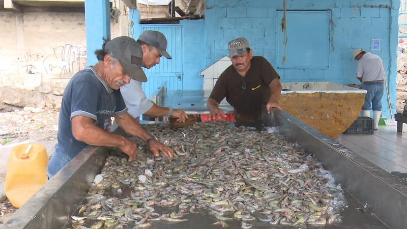 Se mantiene buenas capturas de camarón en el norte de Sinaloa