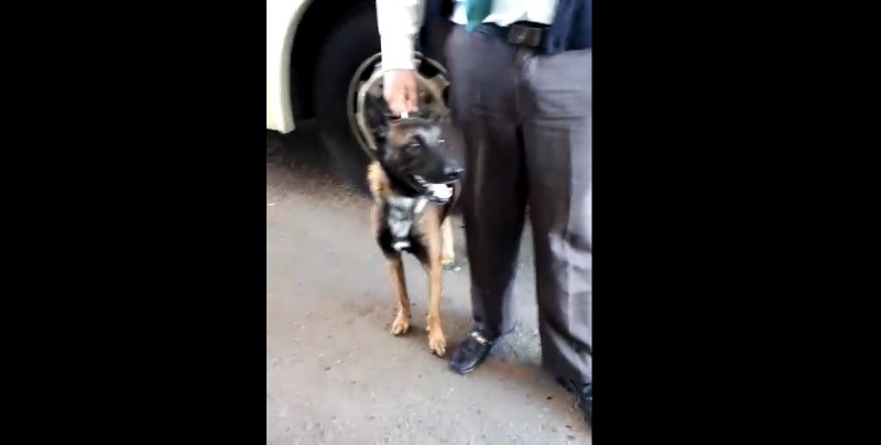 Militares olvidan perro rastreador en cajuela de un autobús en Sinaloa