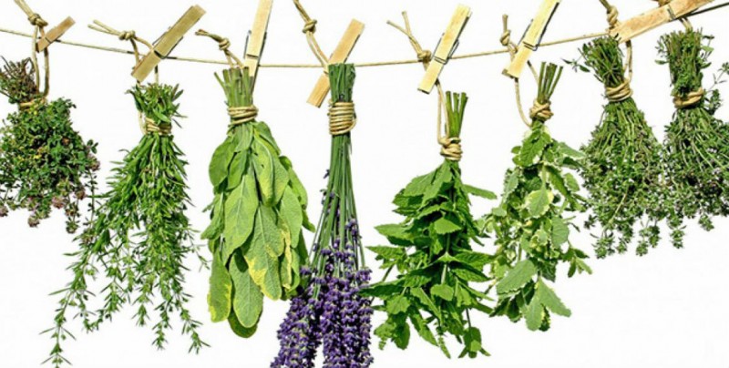 COFEPRIS autorizó el uso de estas 18 plantas medicinales