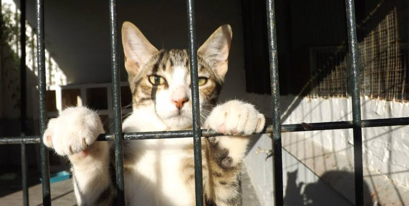 Gato es detenido por ‘introducir’ droga a la cárcel