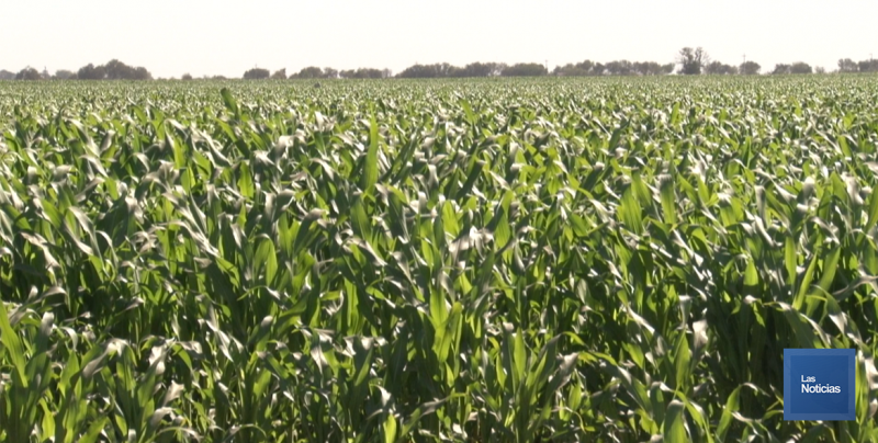 En Cajeme, esperan incremento en siembra de maíz