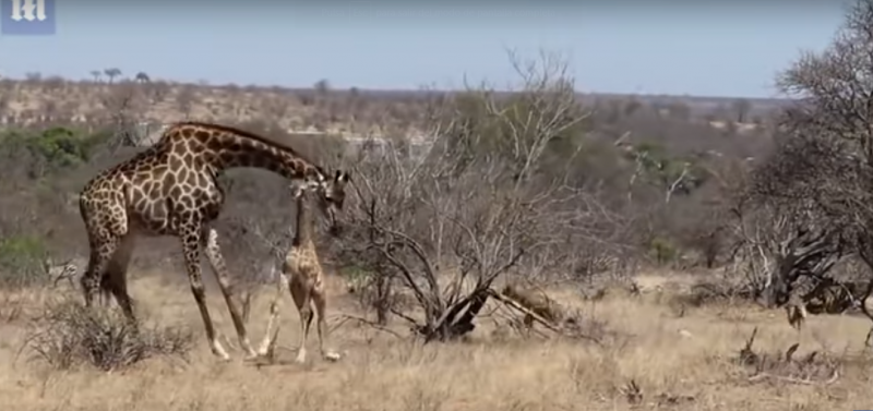 Impactante momento en que una jirafa protege a su cría de unas hienas